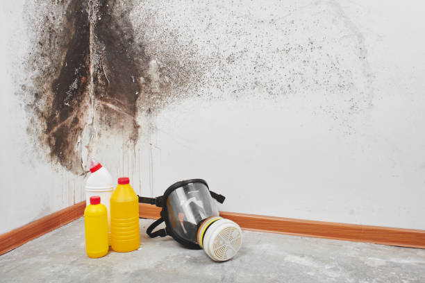 Best Mold Damage Repair  in Benson, MN