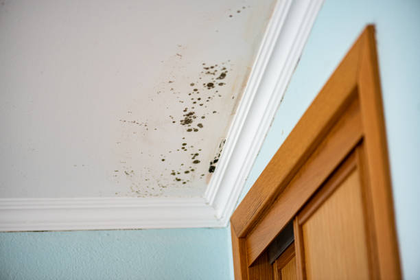 Mold Testing and Removal in Benson, MN