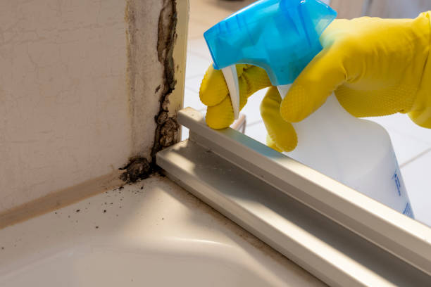 Best Affordable Mold Removal  in Benson, MN