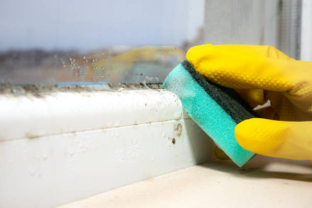 Best Local Mold Removal Service  in Benson, MN