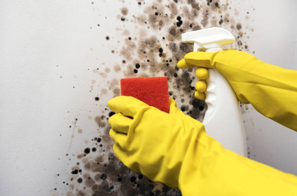 Best Emergency Mold Removal  in Benson, MN