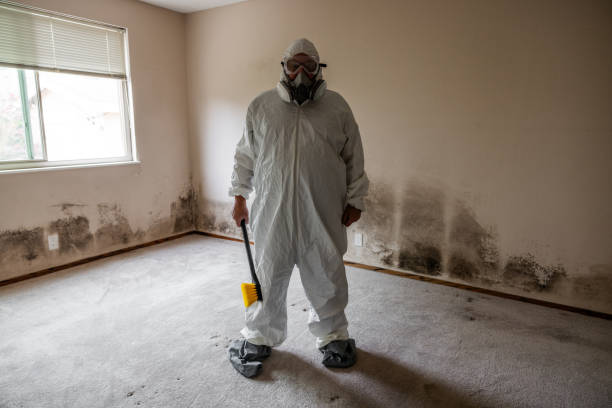 Best Fast Mold Removal  in Benson, MN