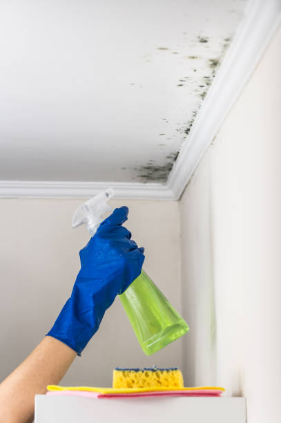 Best Certified Mold Removal  in Benson, MN