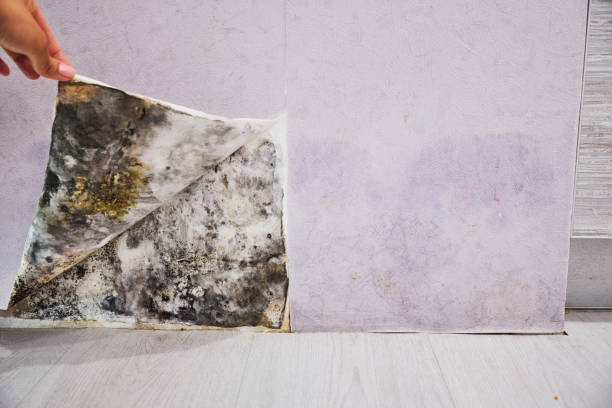 Best Affordable Mold Removal  in Benson, MN
